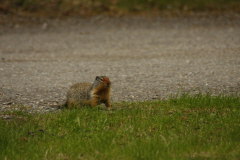 Columbian Ground Squirrel-Spermophilus columbianus 