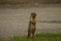 Columbian Ground Squirrel-Spermophilus columbianus
