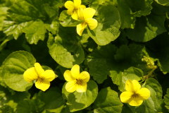 gelbes Blumenmeer 