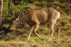 Mule Deer-Odocoileus hemionus-Maultierhirsch oder Grossohrhirsch