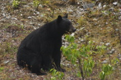 Schwarzbr