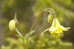 alpine Pflanzen