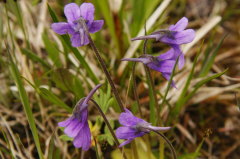 alpine Pflanzen