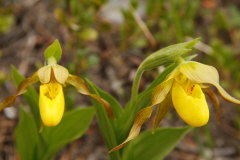 alpine Pflanzen