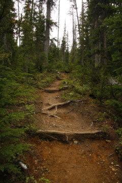 Wanderweg zum Emerald Lake Basin