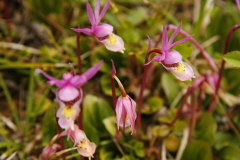 alpine Pflanzen