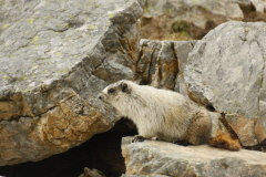 Hoary Marmot- Marmota caligata-eisgraues  Murmeltier