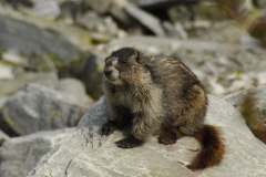 Hoary Marmot- Marmota caligata-Eisgraues Murmeltier
