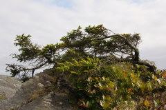 Sitka-Fichte als Bonsai im Wind