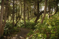ein Teil des berhmten West Coast Trails