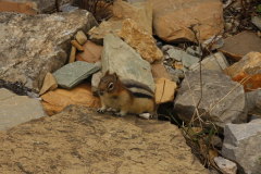 Squirrel