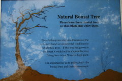 Natrlicher Bonsai