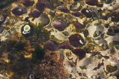 Seeigel im Gezeiten-Tmpel