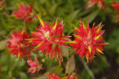 Paintbrush - Genus Castilleja am See