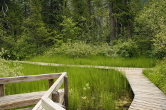 Skunk Cabbage-Stinktier Kohl-Bordwalk