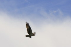Swainson`s Hawk-Prriebussard