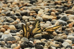 Western Tiger Swallawtail - Schwalbenschwanz