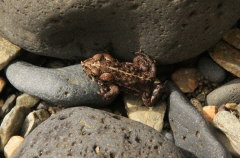 American Toad