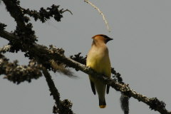 Bohemian Waxwing-Bombycilla garrulus-Seidenschwanz