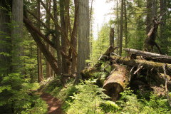 durch den tiefen Wald