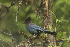 Steller's Jay im Regen