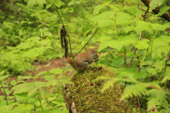 Eichhrnchen
