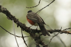 American Robin-Turdus migratorius-Wanderdrossel