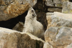 Hoary Marmot- Marmota caligata-eisgraues  Murmeltier
