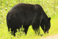 Schwarzbr auf der Suche nach Futter