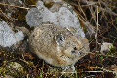 American Pika-Ochotona princeps-Amerikanischer Pfeifhase