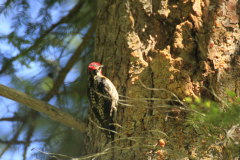 Downy Woodpecker